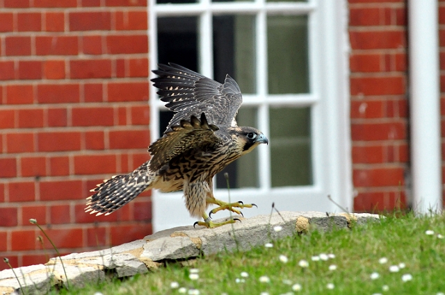 15 06 13_3804_edited-2.jpg - PEREGRINE CHICK RELEASED - 15.6.13 - BACK OF LANSDOWNE TOWER, BOURNEMOUTH